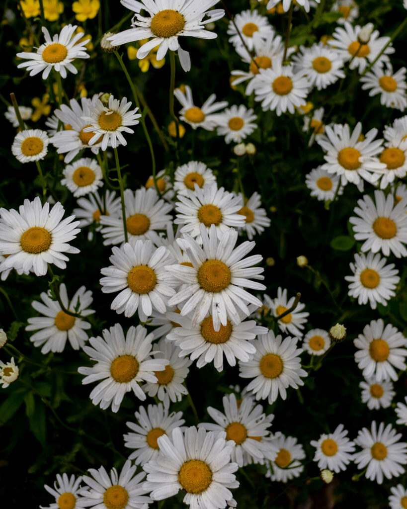 bird's view picture of little daisies